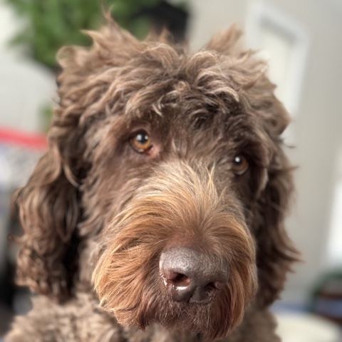 Archer, a shaggy brown dog, looking directly at the camera